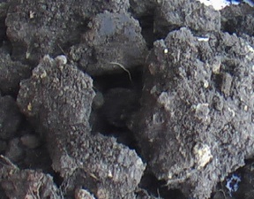 Dirt