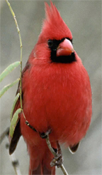 Arizona-cardinal Arizona-cardinal
