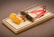 Mindmousetrap