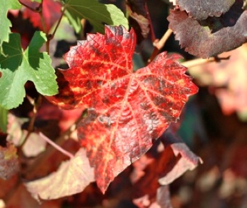 Leaf