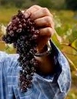 Mindgrapes
