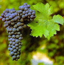 Csgrapes