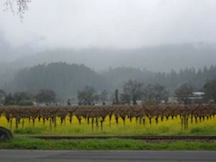 Cold napa