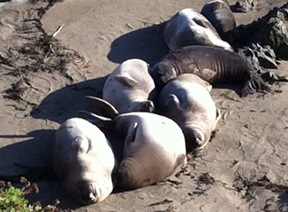 CalCoastseal