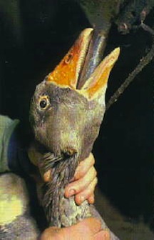 Foie gras