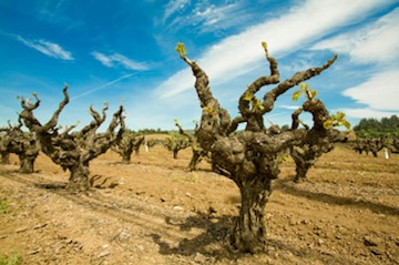Old Vine