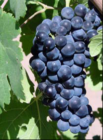 Petite-Sirah