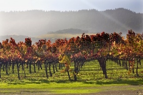 RedVineyards