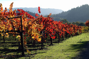 RedVineyards1