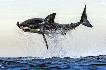 shark