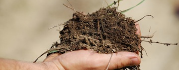 Terroir