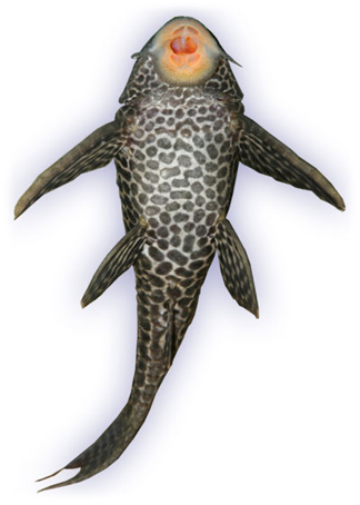 bottom-feeder1