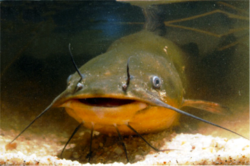 bottomfeeder2