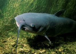 bottomfeeder3