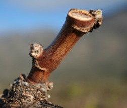 bud_break