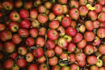 ciderapple
