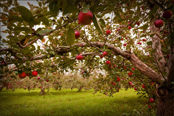 ciderorchard