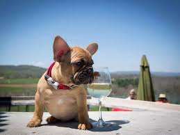 dogatwinery