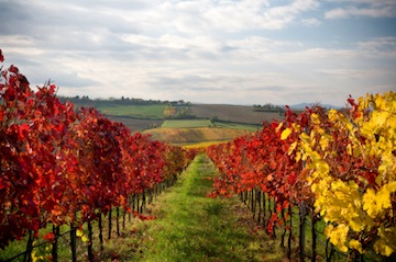 fall