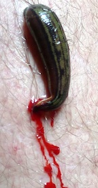 leech