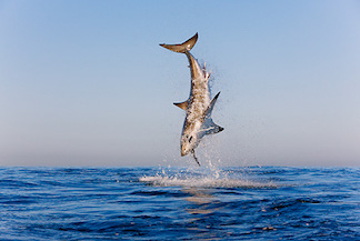 Great White Shark