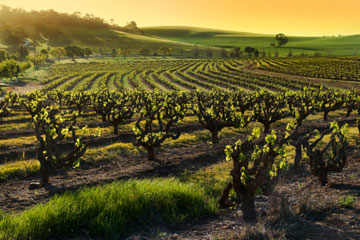 winecountry